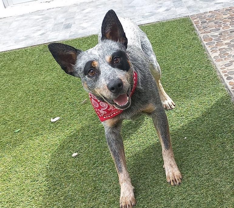 blue heeler3 e1701540809761