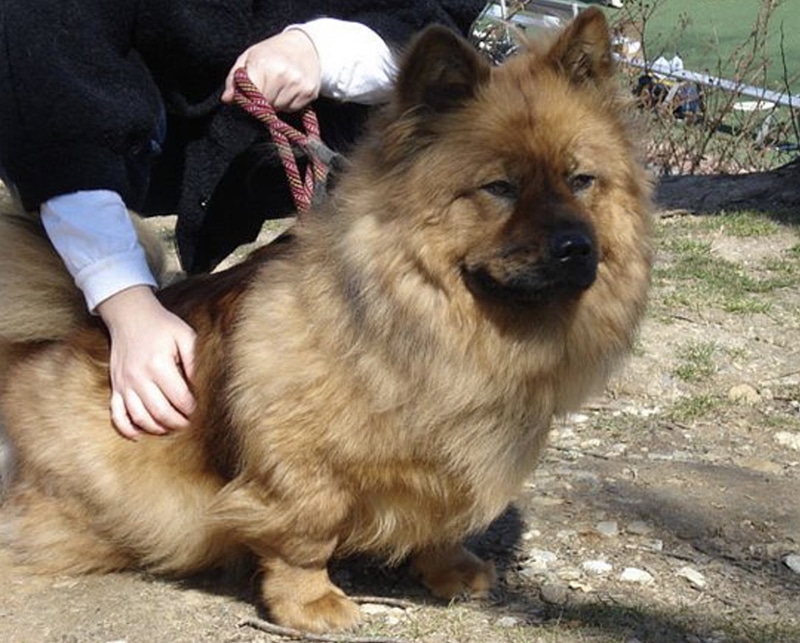 corgi mastiff mix