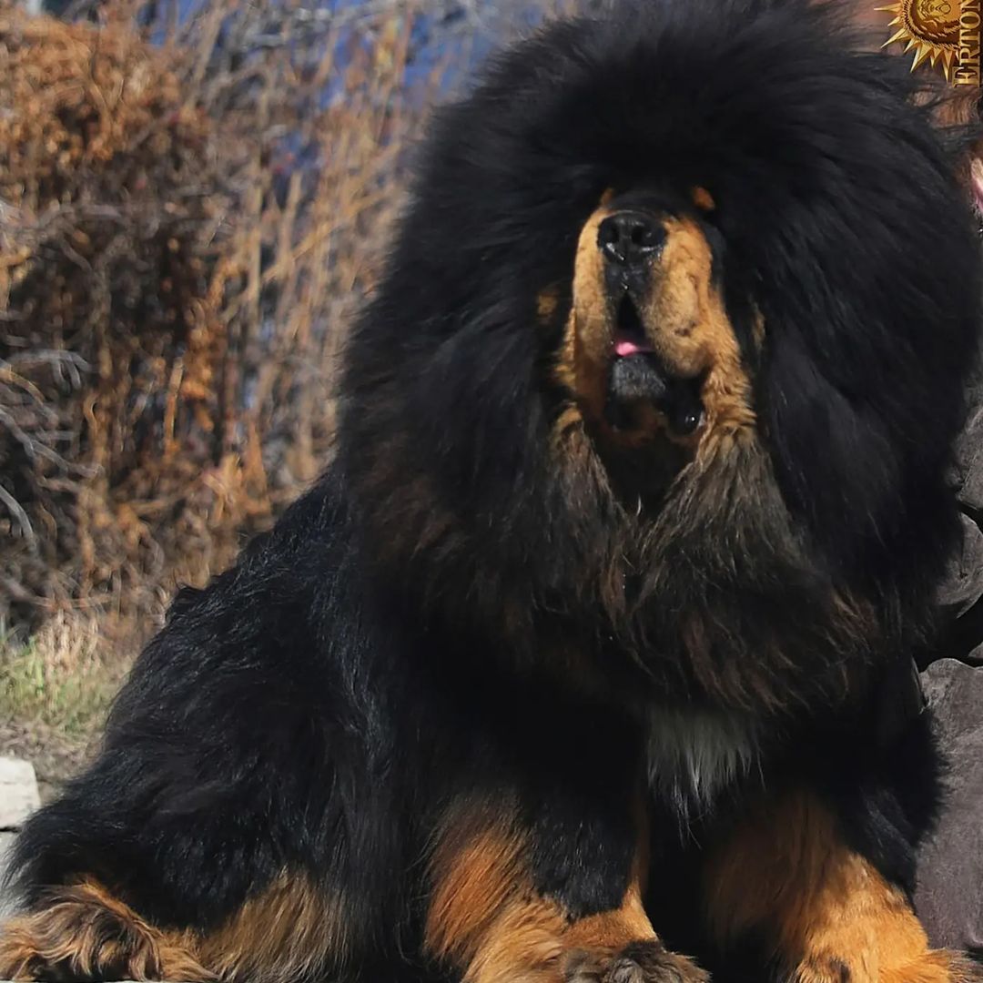 corgi tibetan mastiff