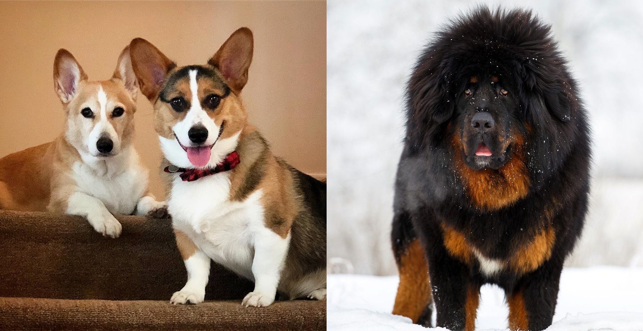 corgi tibetan mastiff