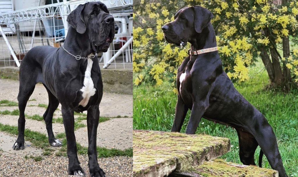 european vs american great dane