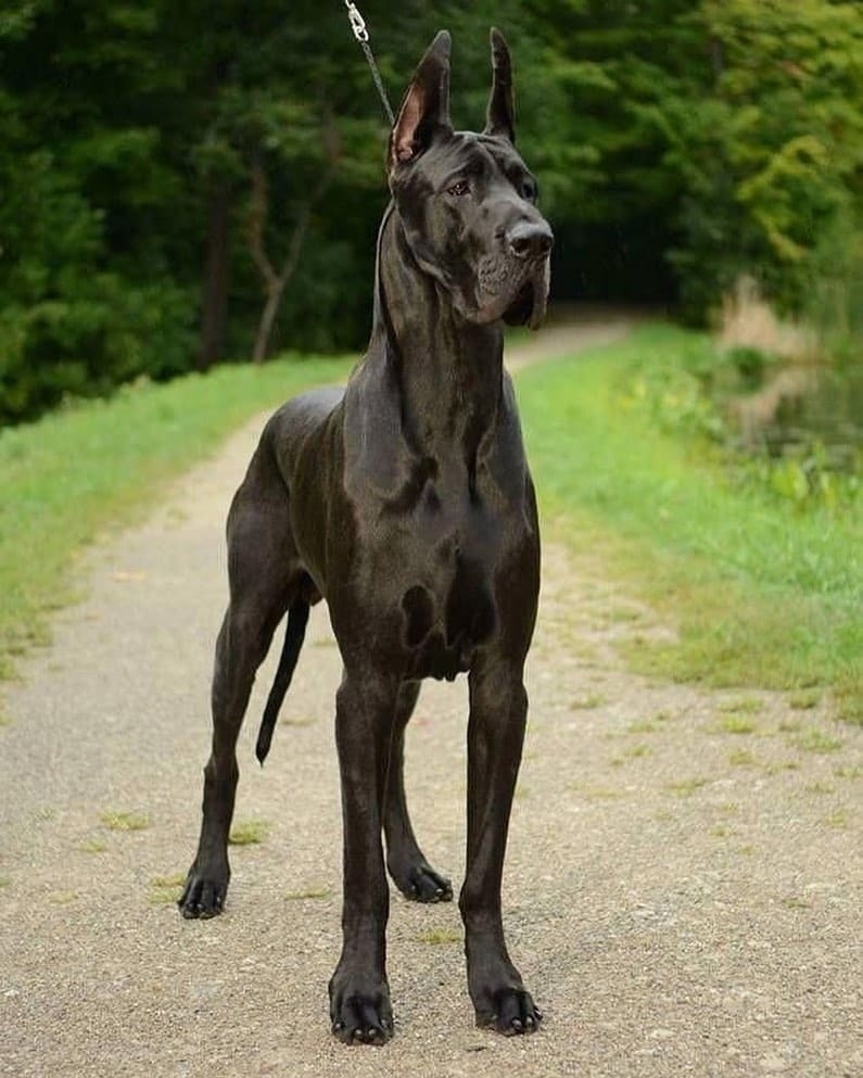 european vs american great dane1