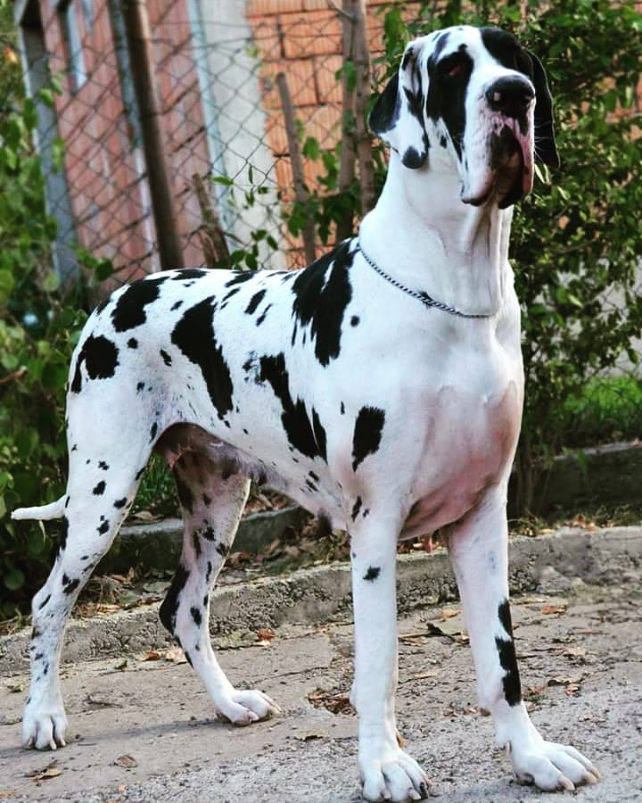 european vs american great dane2