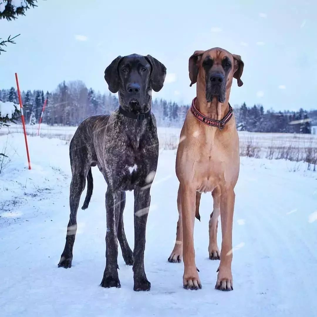 european vs american great dane4