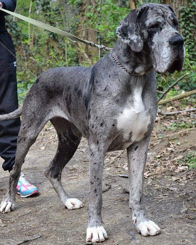 european vs american great dane5