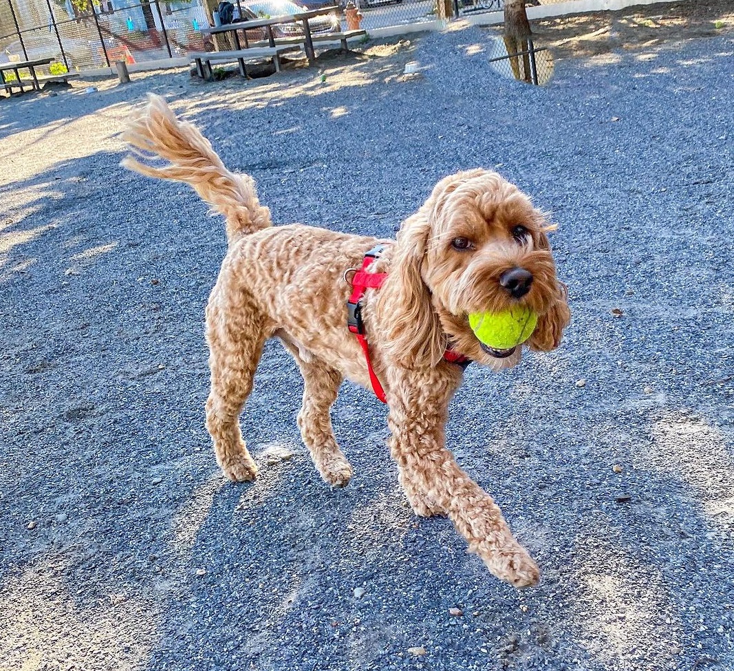 fetch
