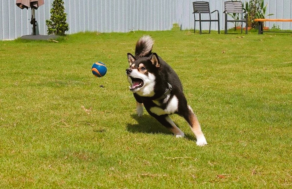 Best Way to Teach a Dog to Retrieve a Ball 5 fetch2