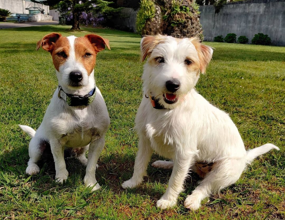 The Complete Guide To Jack Russell Terrier Expenses What You Need To Know