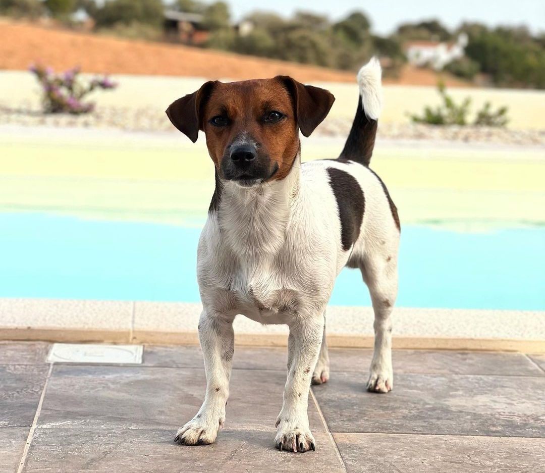 jack russsell4 e1700982165615
