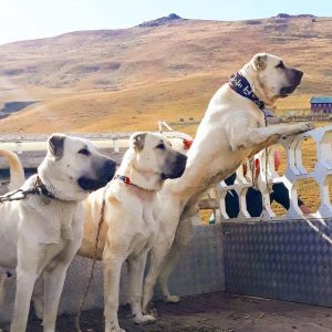 The True Cost Of Kangal Ownership: Beyond The Initial Price Tag