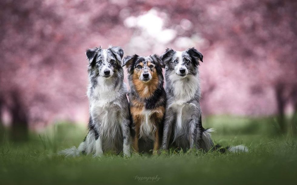 Are Mini Aussies Hypoallergenic? Should You Get One If You Have Allergies?