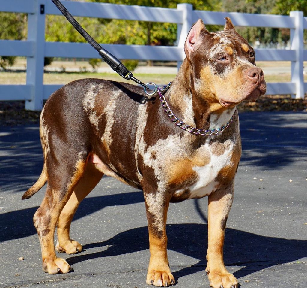 american-bully-xl