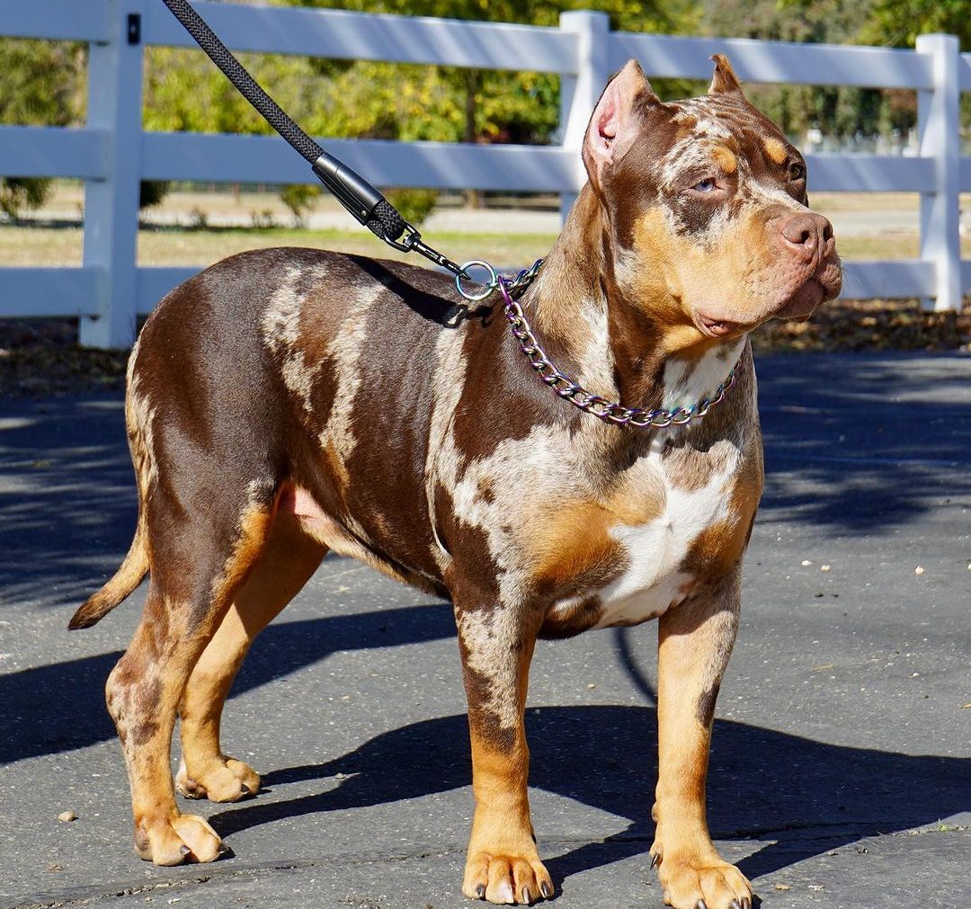 Discovering Your Perfect Companion: An XL Bully Puppy