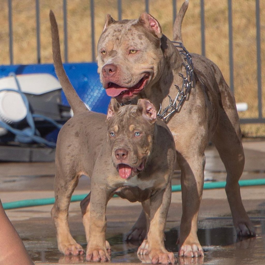 Big Love Bigger Paws Exploring The World Of American Bully XL Puppy 