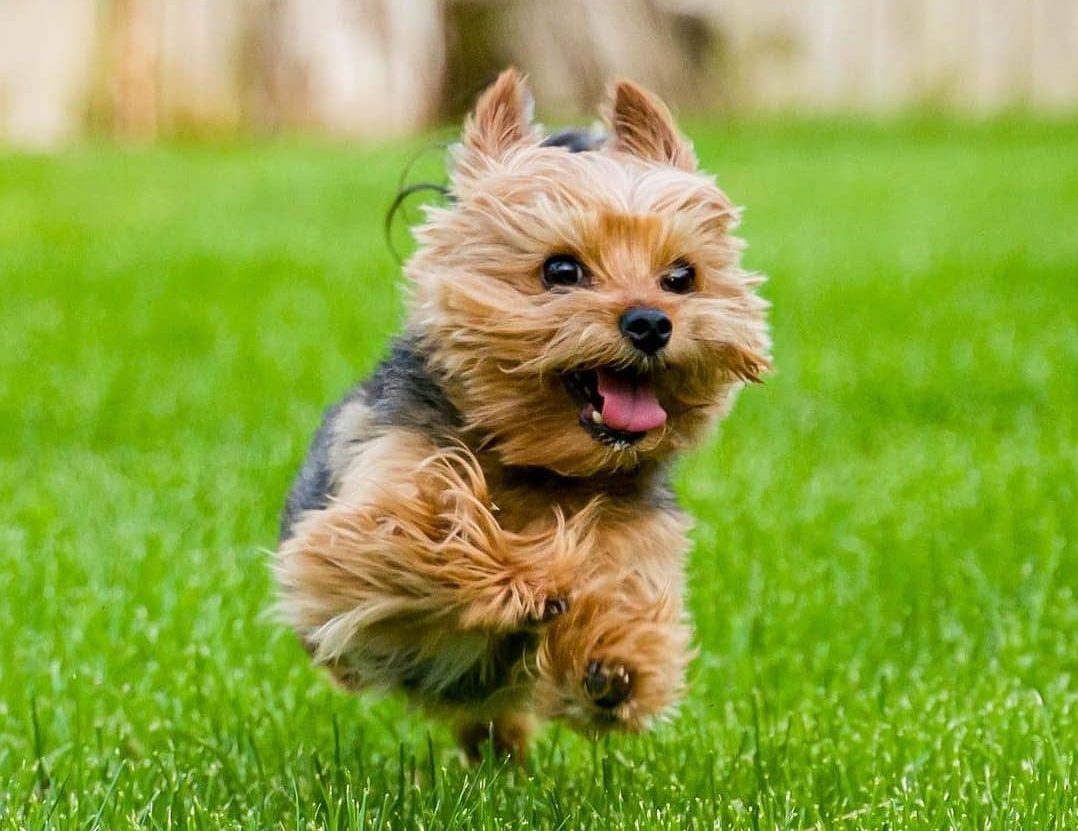 Why Are Yorkies So Annoying? What Can You Do About It?