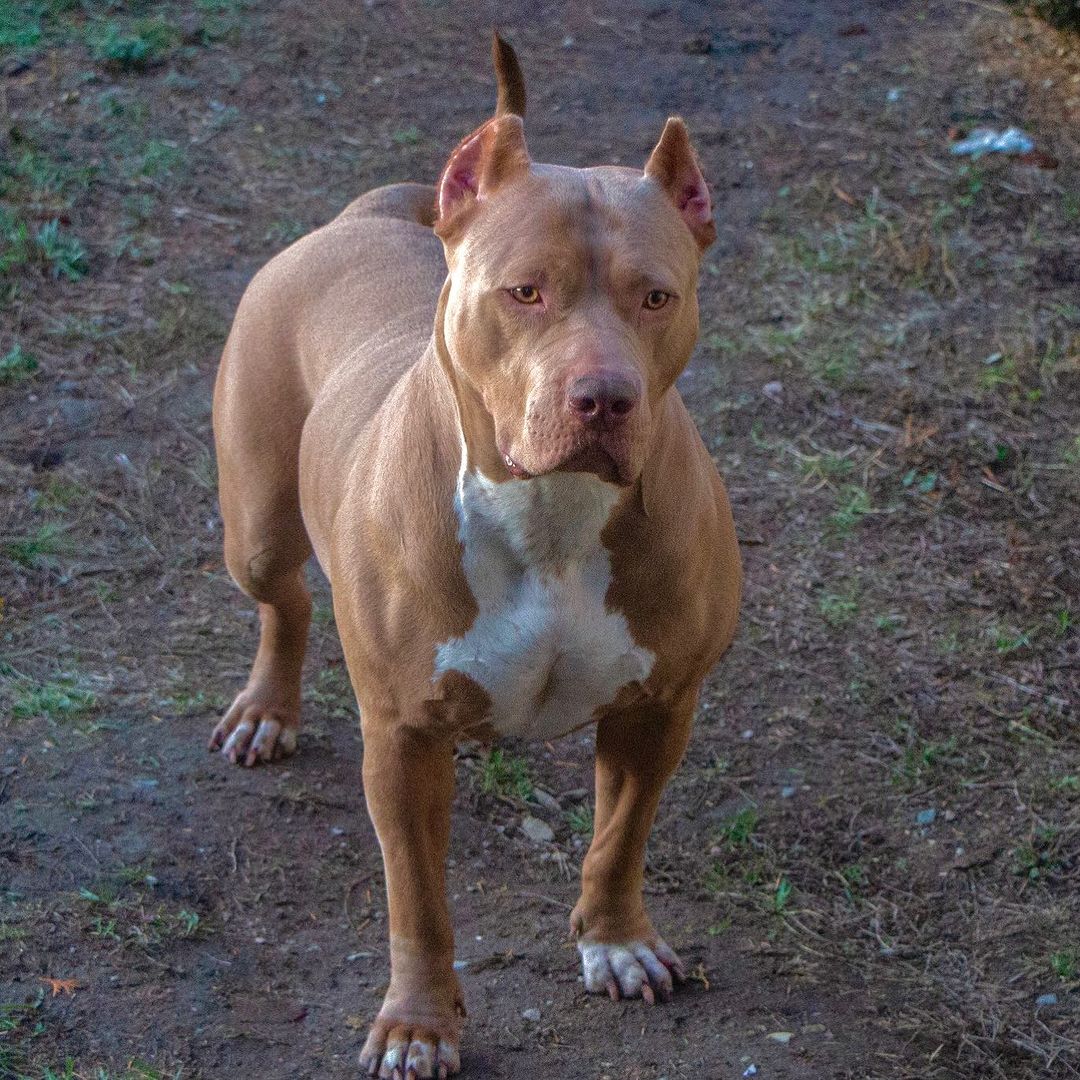 yorkie pitbull1