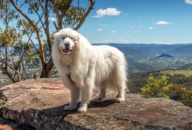 Great Pyrenees