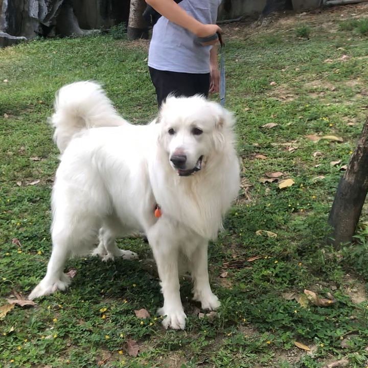 Great Pyrenees