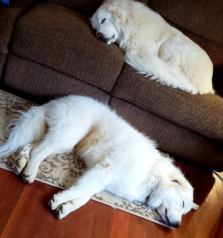 Male vs Female Great Pyrenees1