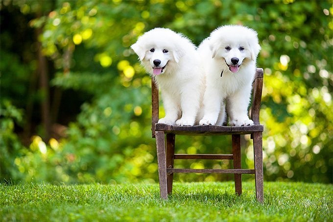 Male vs Female Great Pyrenees2