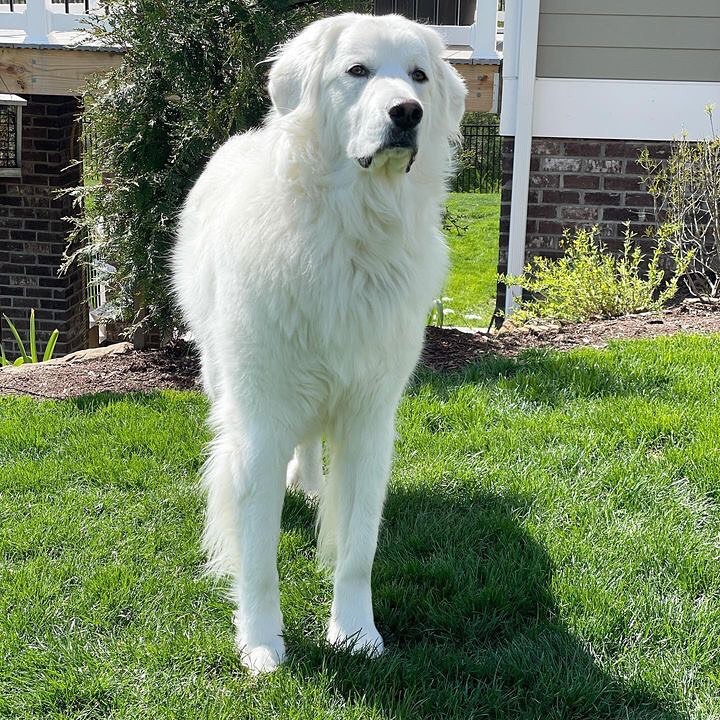 Male vs Female Great Pyrenees6