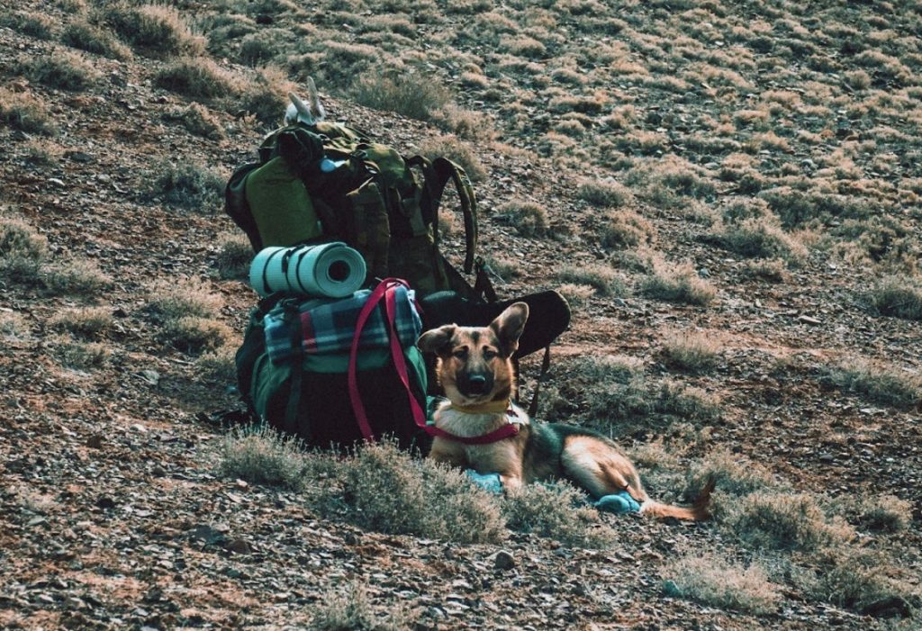 Paws in the Wild: A Guide to Essential Gear for Camping with Your Dog 16 Screenshot 2023 12 13 at 08.25.19
