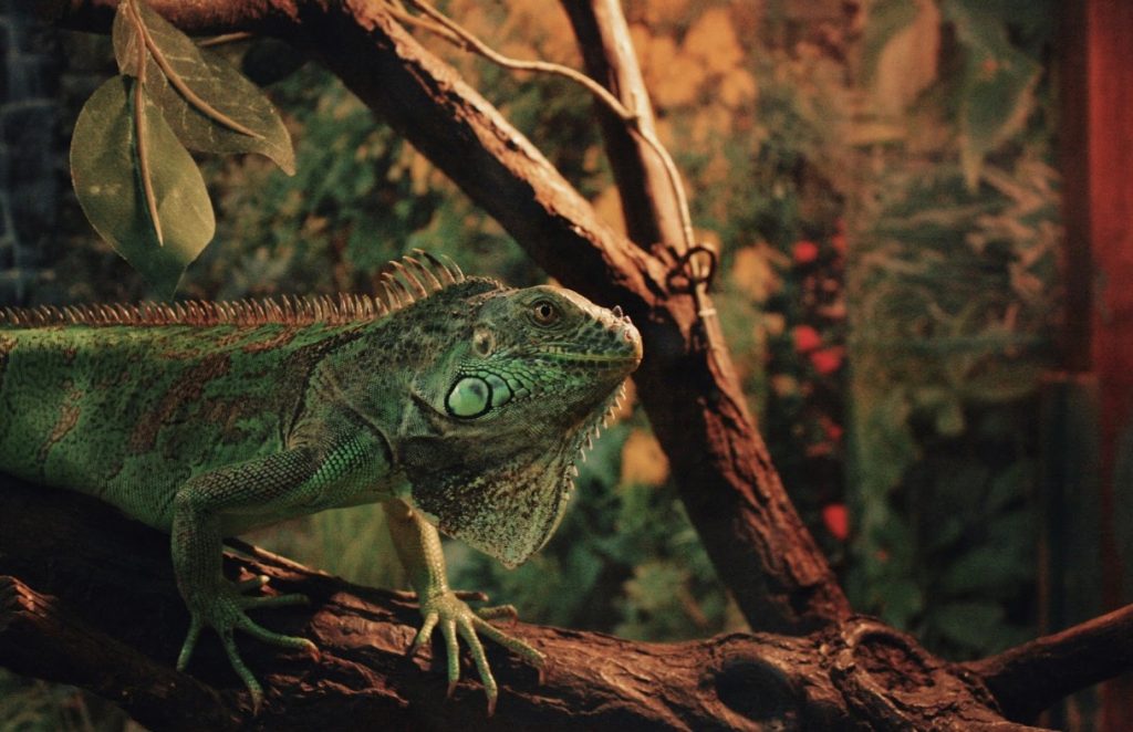 Scales and Snouts: Strategies for a Peaceful Coexistence with Dogs and Reptiles 14 Screenshot 2023 12 13 at 08.26.37