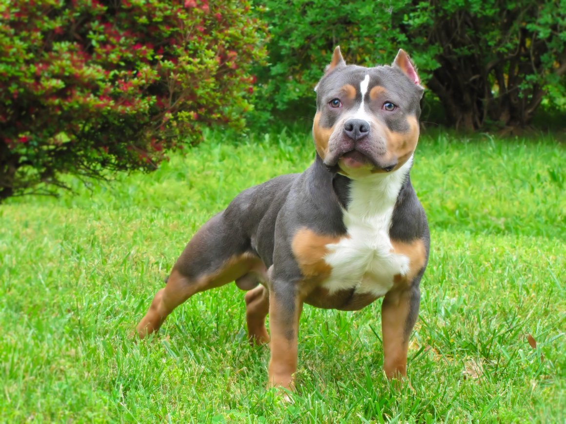Tri Color American Bully