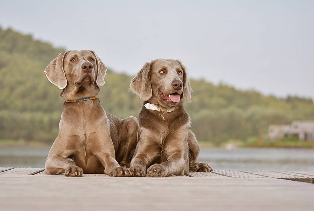 Weimaraner e1702257355220