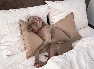 Weimaraner-sleeping-habits