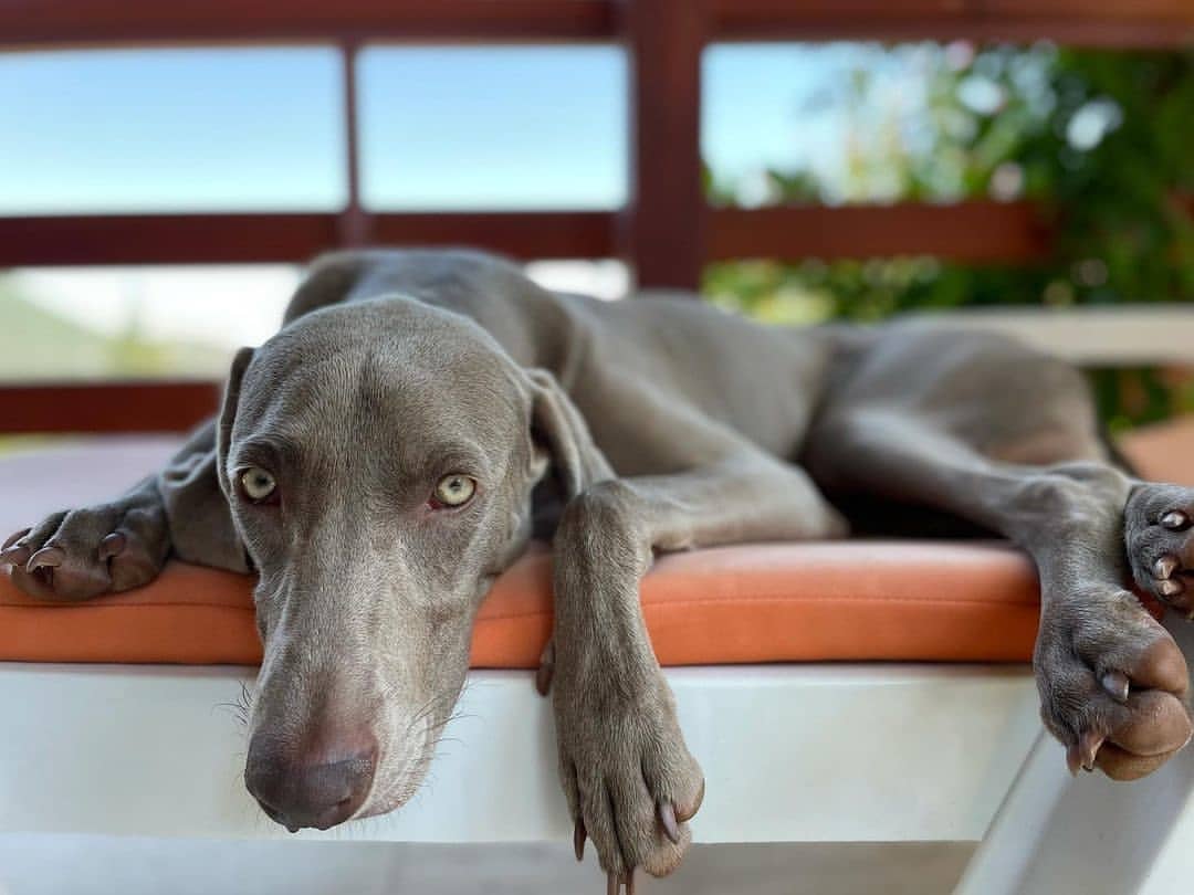 Weimaraner3