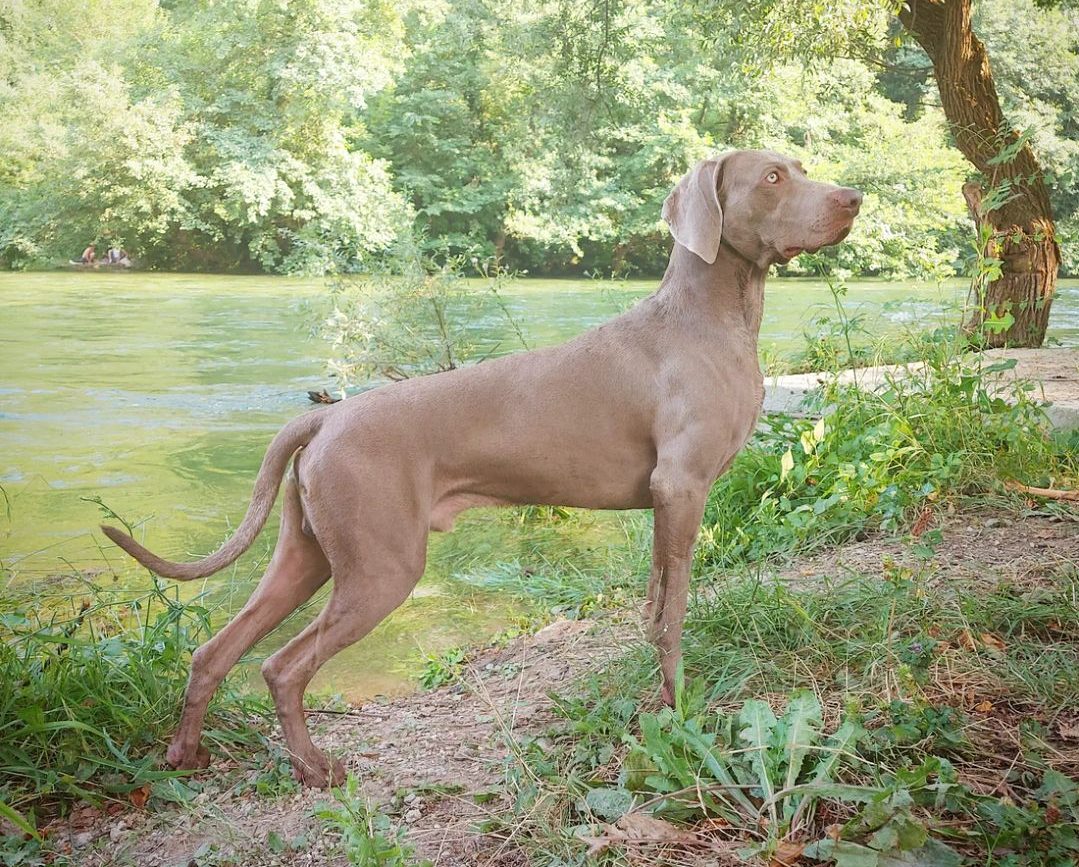 Weimaraner4 e1702257063939