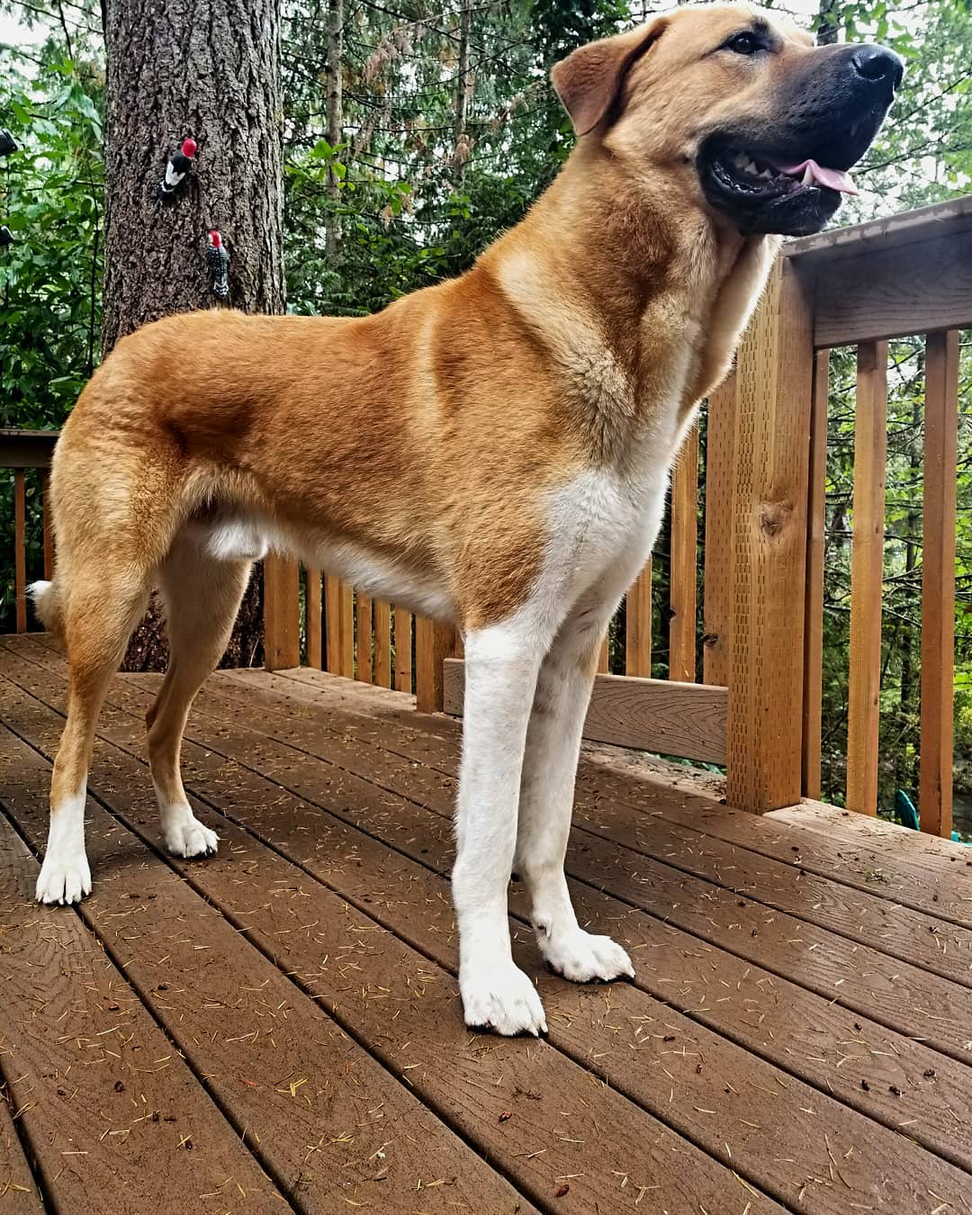 anatolian shepherd colors