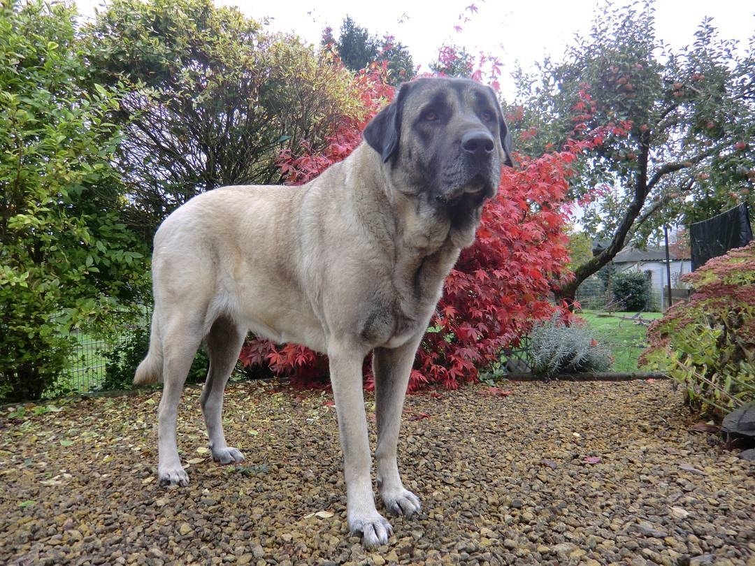 anatolian shepherd colors3