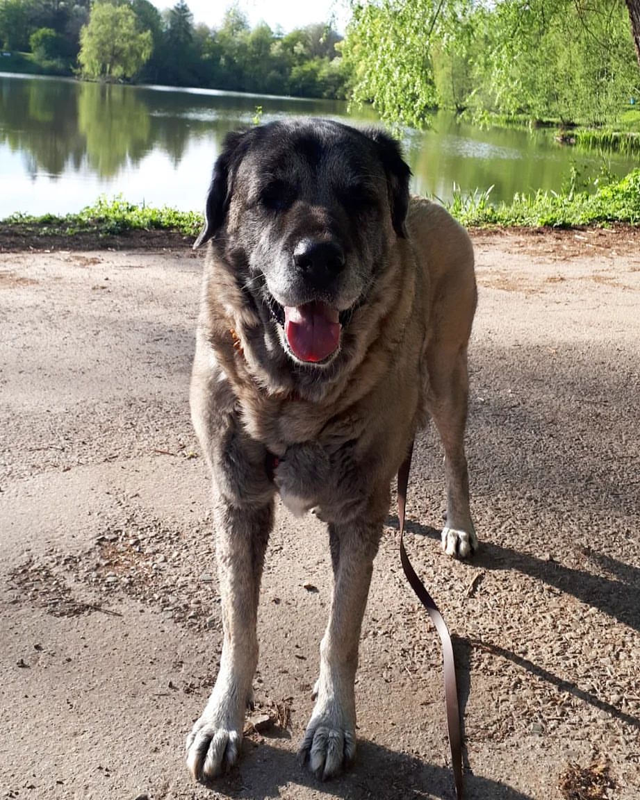 anatolian shepherd colors4