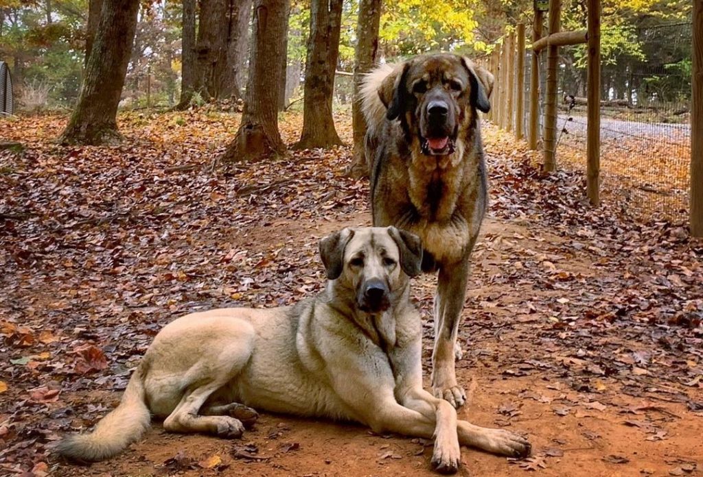 anatolian shepherd colors5 e1703944918581