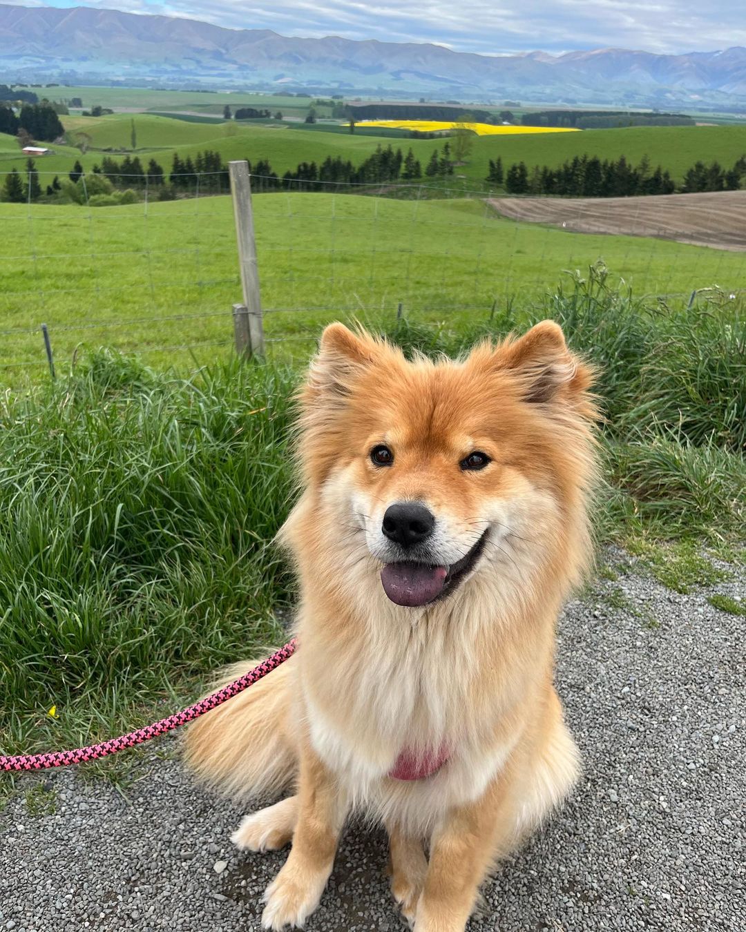 aussie chow chow2