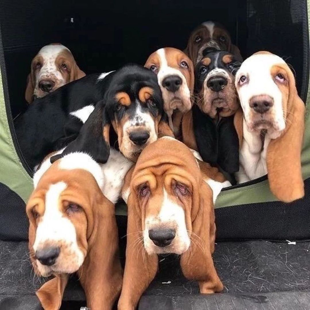 Basset Hound Colors