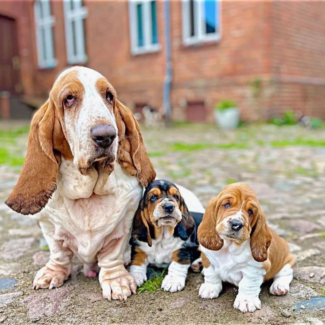 Basset Hound Colors