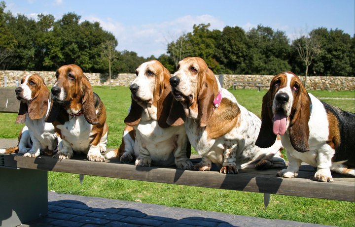 Basset Hound Colors