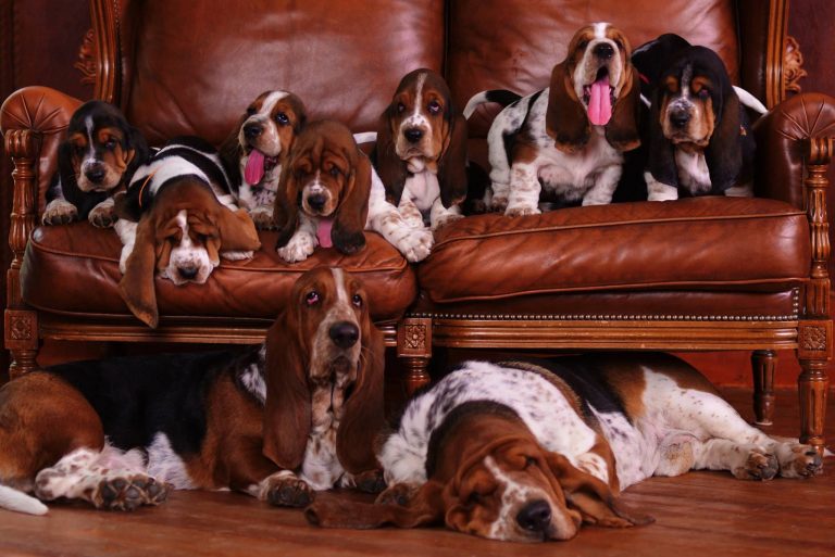 Basset Hound Colors