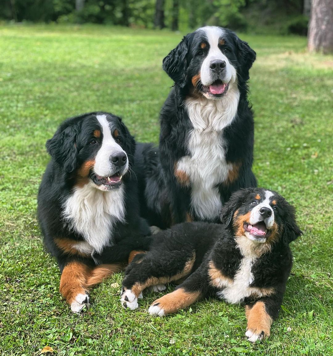 bernese golden retriever