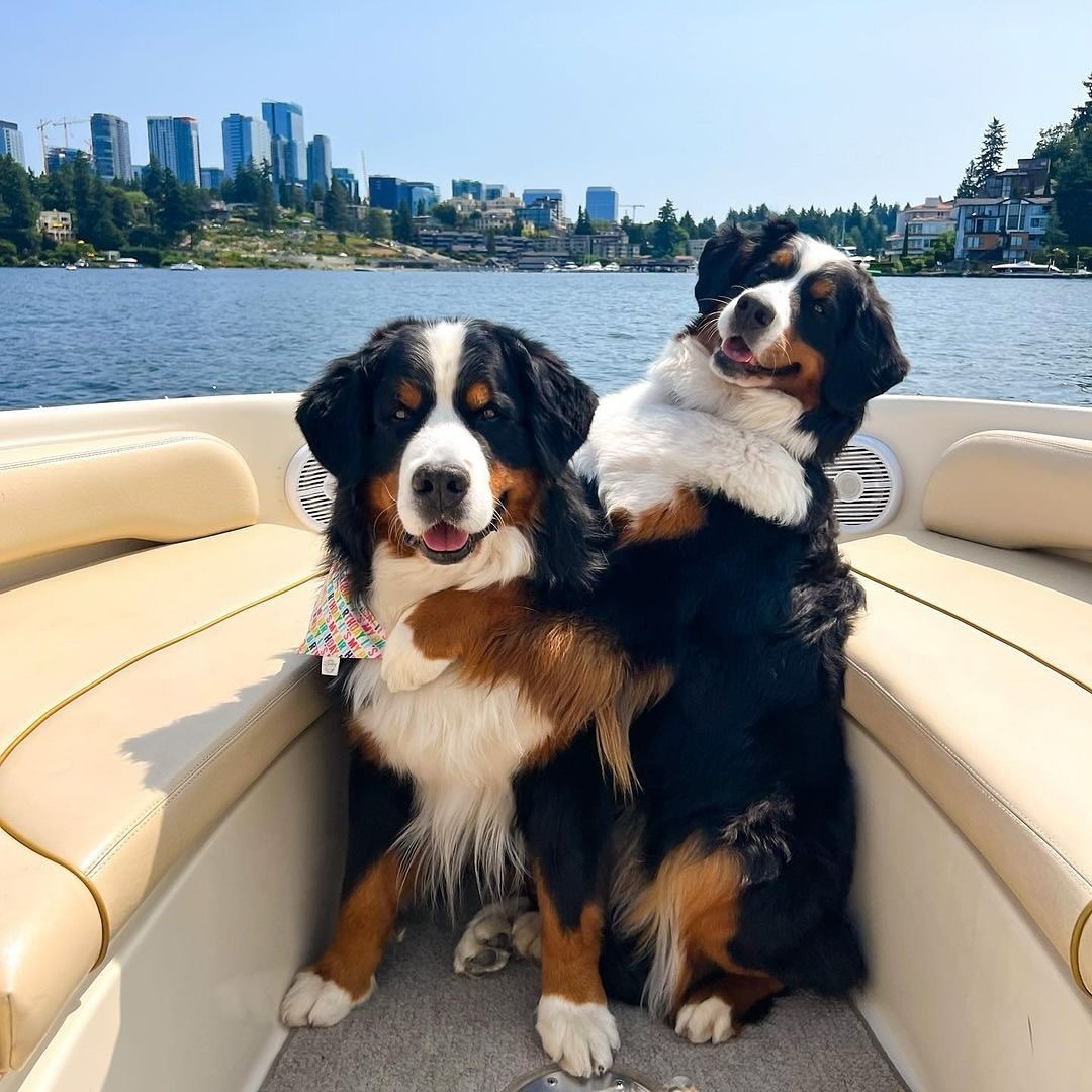 bernese golden retriever3