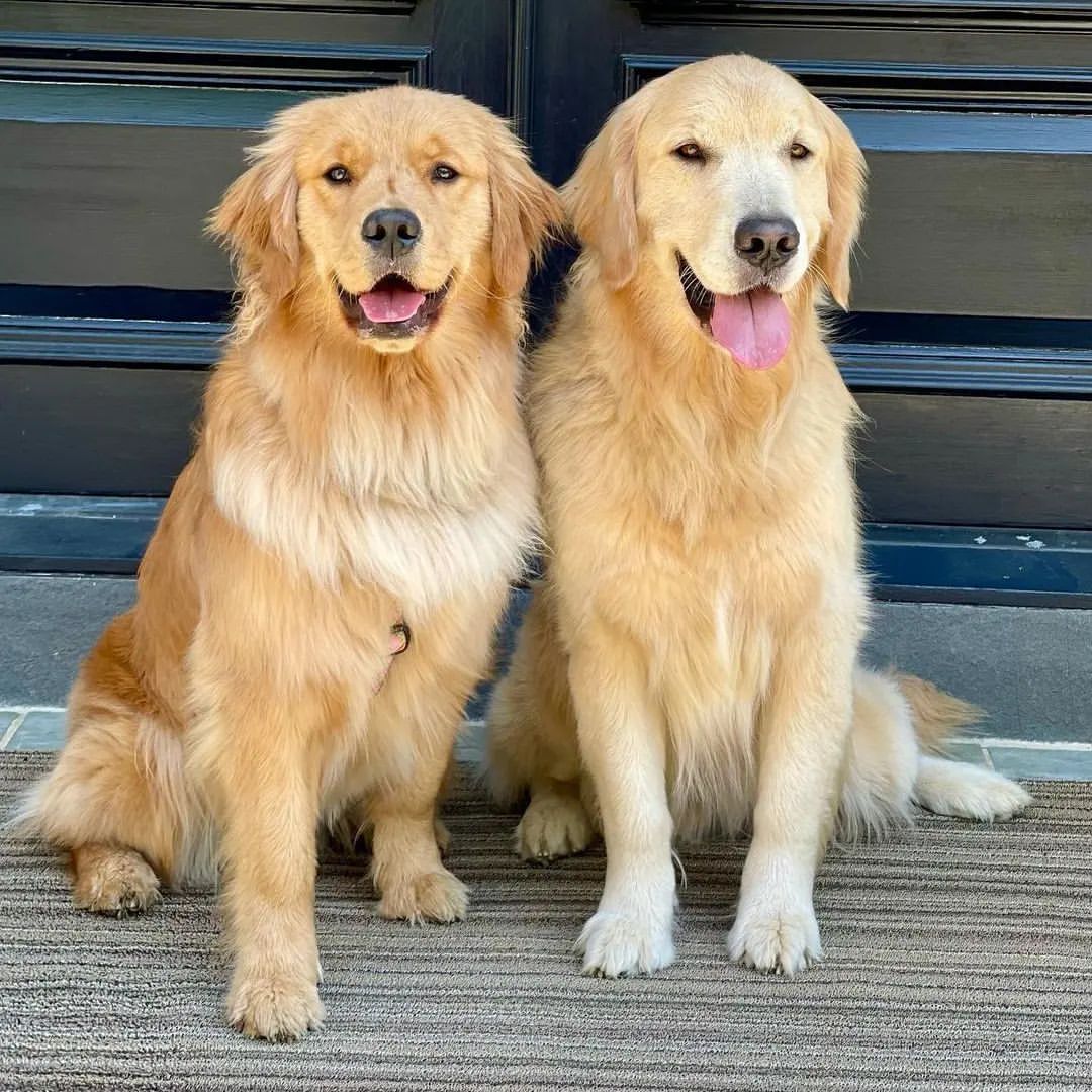 bernese golden retriever5