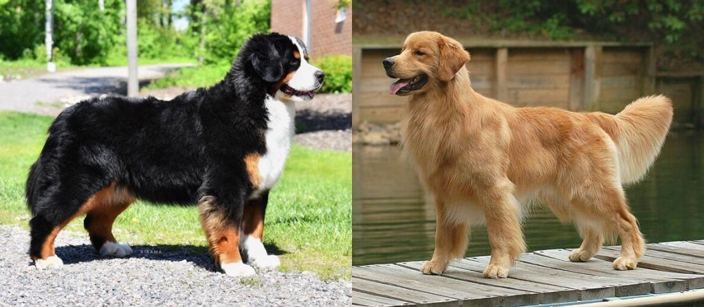 bernese golden retriever7