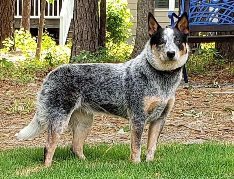 blue heeler4 e1701545008600