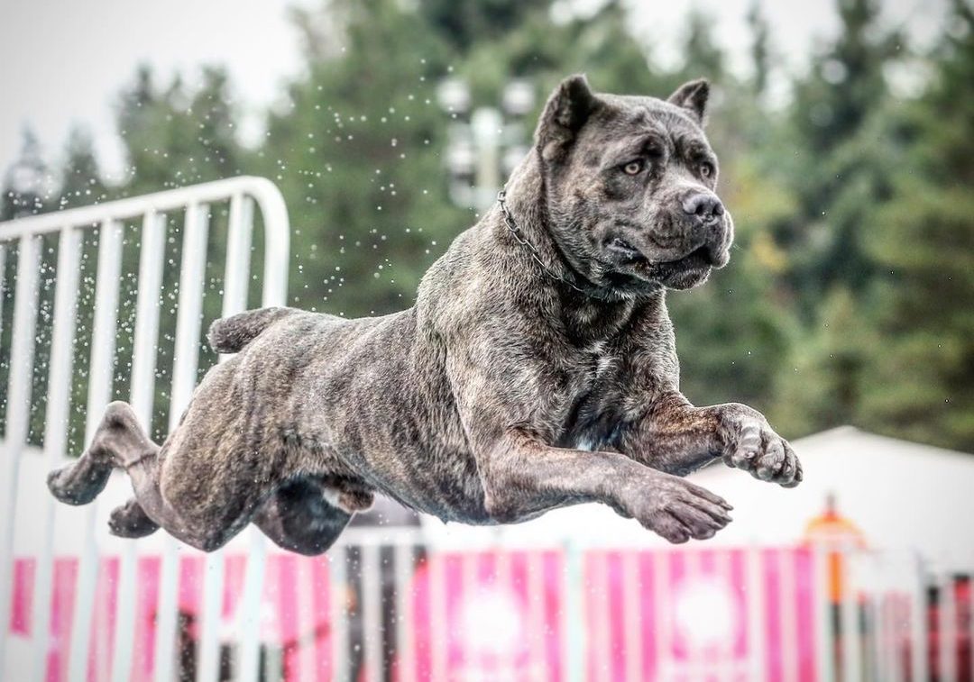 cane corso fast1 e1702856483580