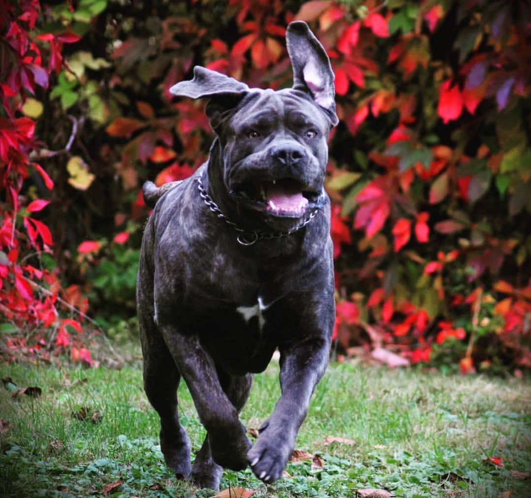 cane corso fast2 e1702856515910