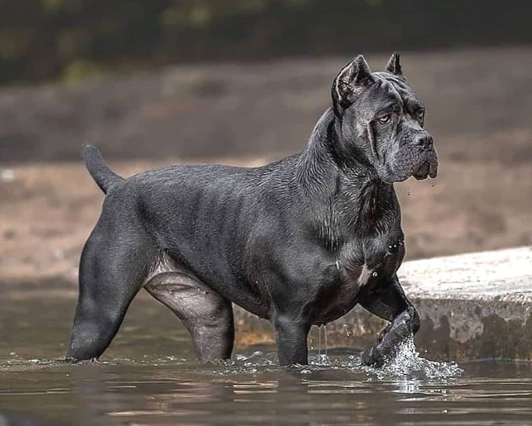 How Long Does A Cane Corso's Period Last? Answering Your Difficult