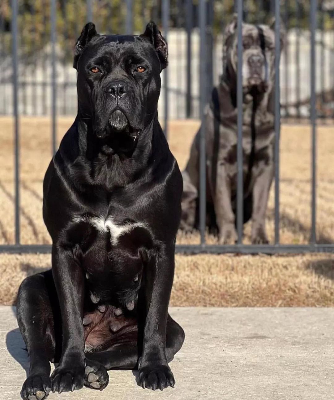 cane corso period3